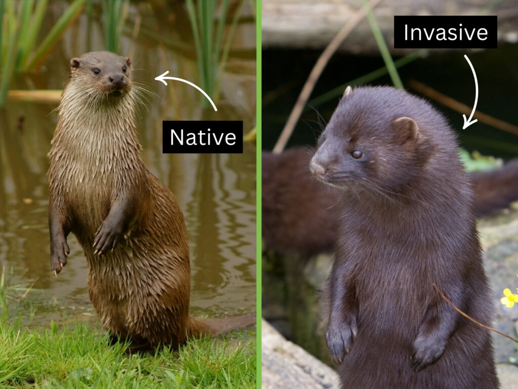 Native vs Invasive: When Small Differences Make a Big Impact | Scottish ...