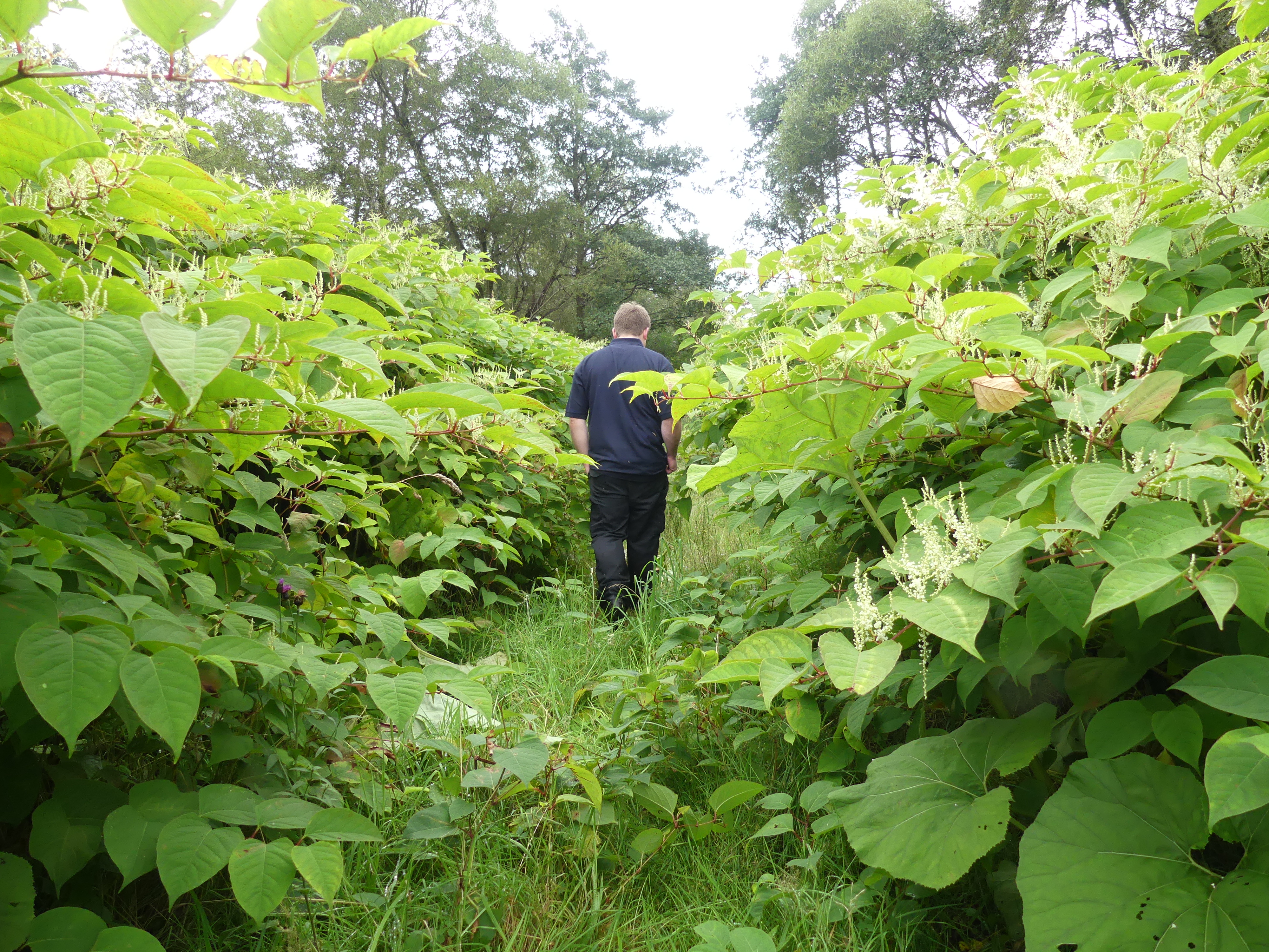 Japanese knotweed forest