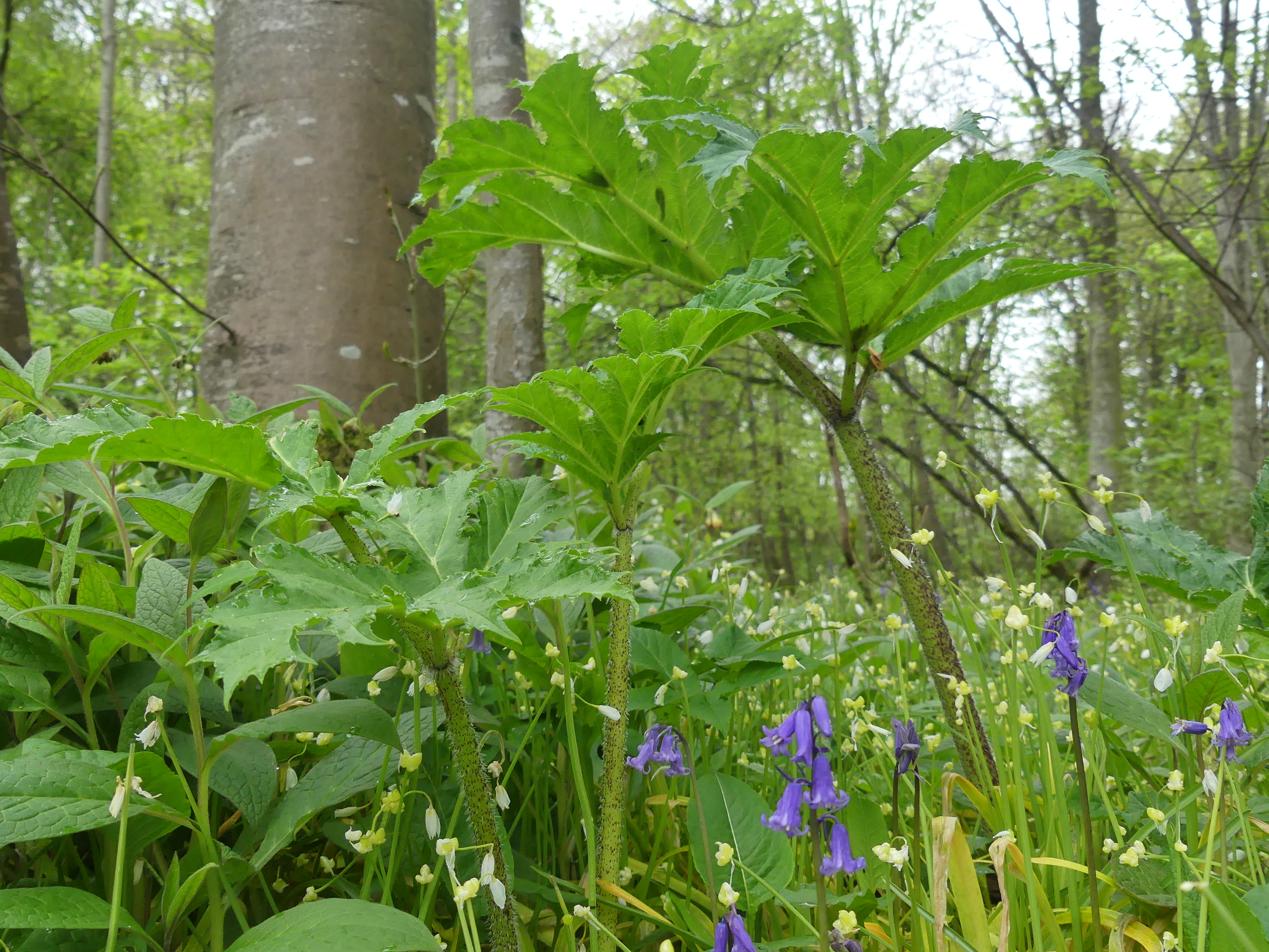 Springing into action