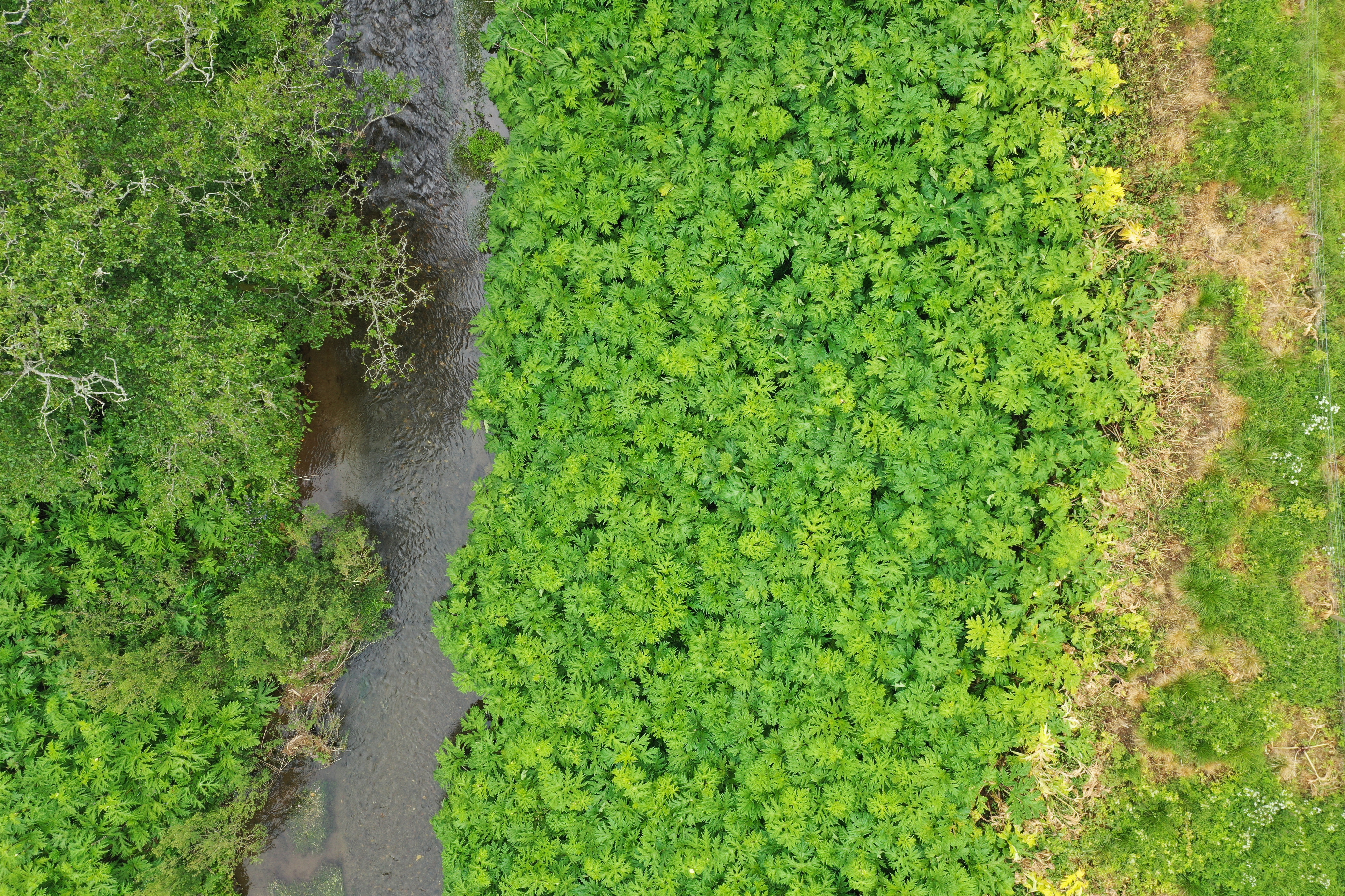 🌸 🌿 Summer Newsletter 🍃🍂