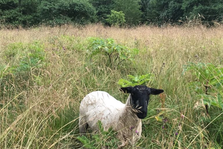 Sheep join battle against plant invaders in Macduff