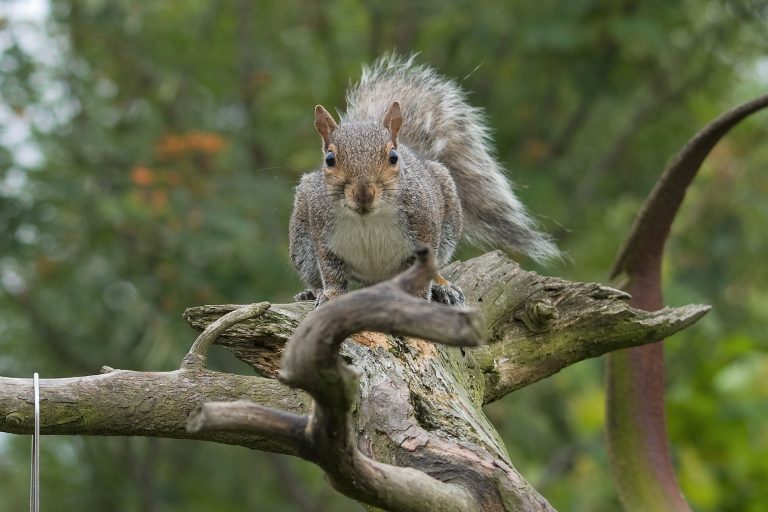 Back to basics: grey squirrels in Scotland