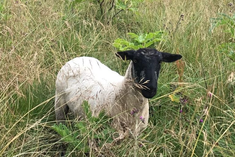 Hogweed munching sheep at work