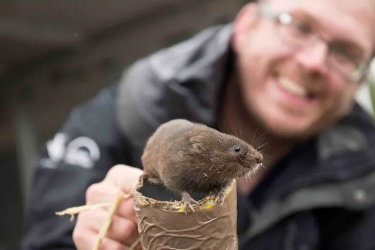 Restoring Ratty – Bringing the water vole back to Kielder
