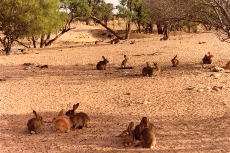What can Australia learn from Scotland in managing invasive non-native species?