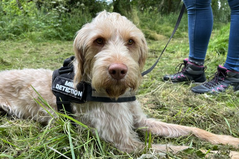 Bonnie the Mink Detection Dog on STV News