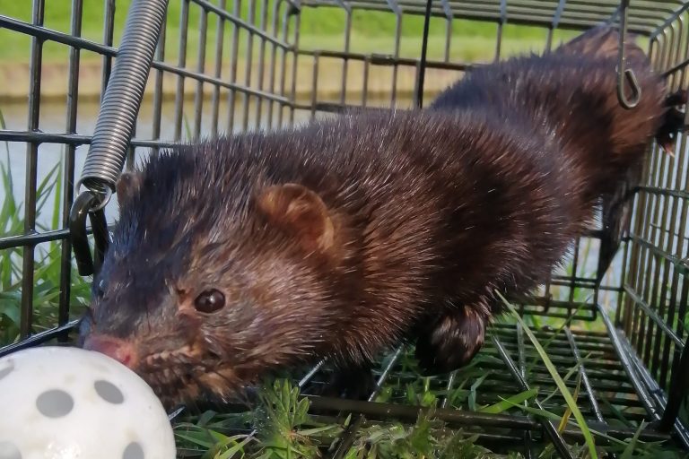 Prospects for a mink-free GB