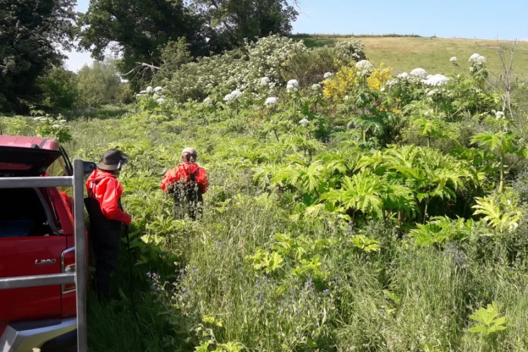 Putting ‘Pressure’ on Invasive Plants: A New Approach to Giant Hogweed and Japanese Knotweed Control