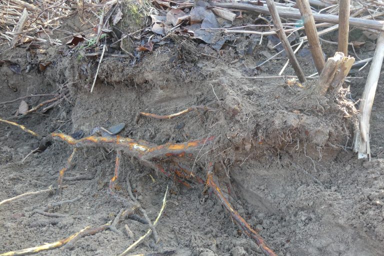 Japanese knotweed roots