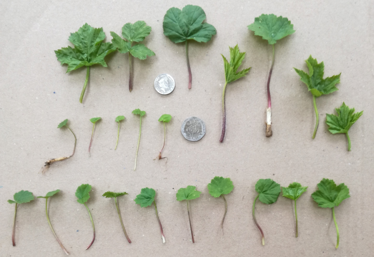 Seedling emergence