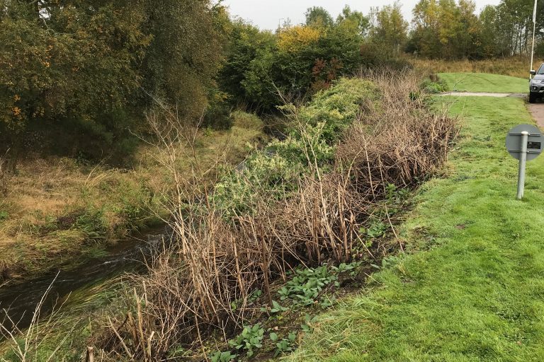 1a knotweed