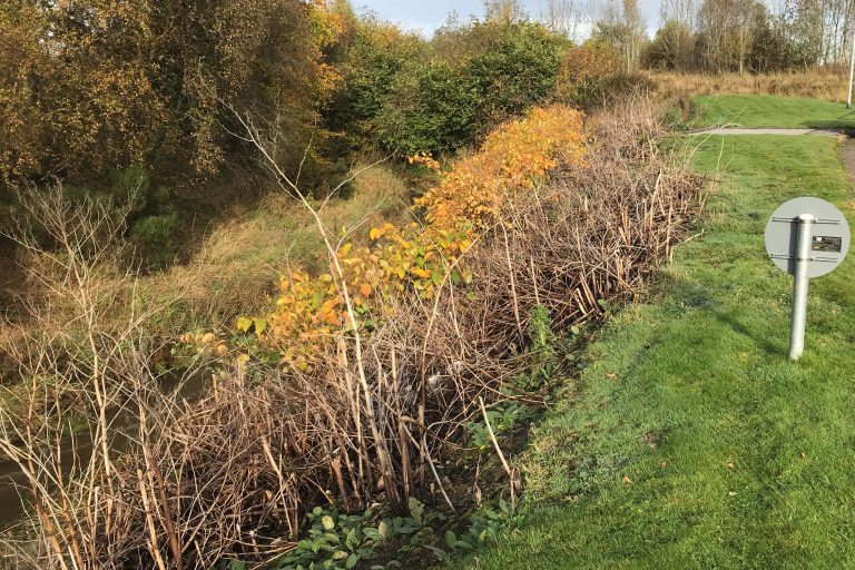 1b - knotweed