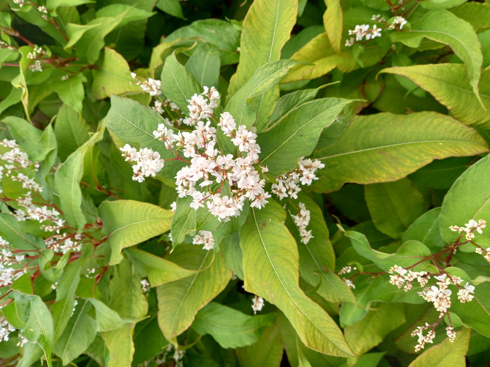 Himalayan Knotweed Scottish Invasive Species Initiative SISI himalayan-knotweed-scottish-invasive-species-initiative-sisi