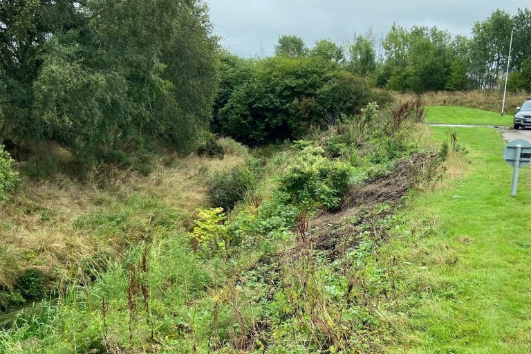 2a - knotweed