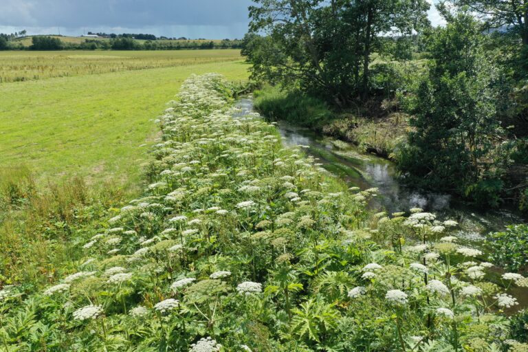 Giant hogweed on the River Urie