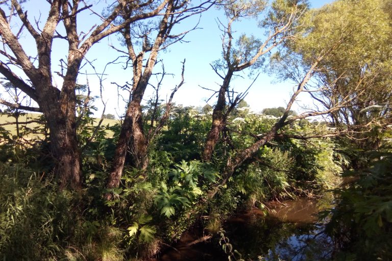 Figure 1a – 2018 prior to any treatment on site. Flowering giant hogweed visible, dominating the site.