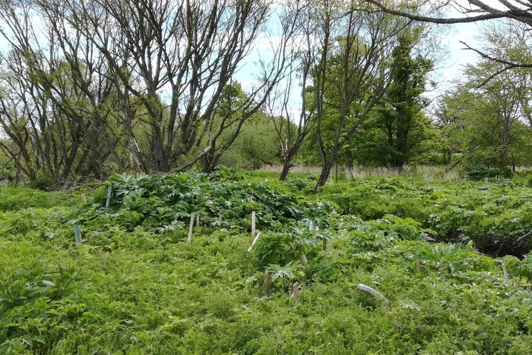 giant hogweed 'abundant' on site with numerous mature plants present.
