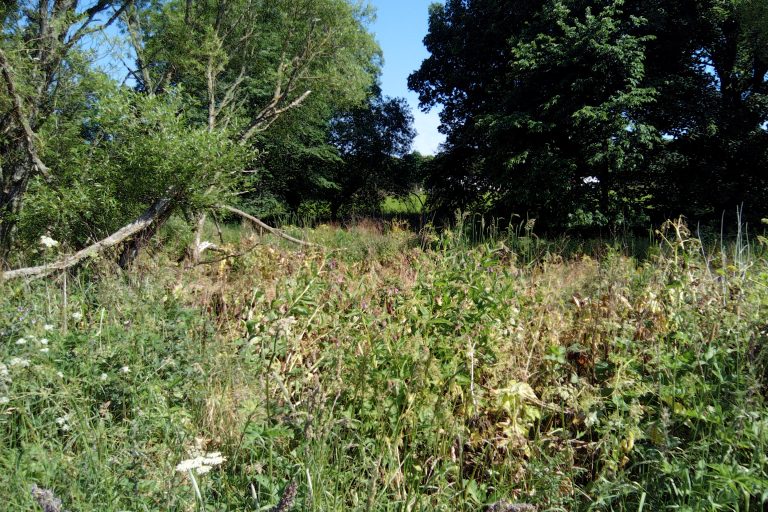Giant hogweed visible as brown areas of dead vegetation.