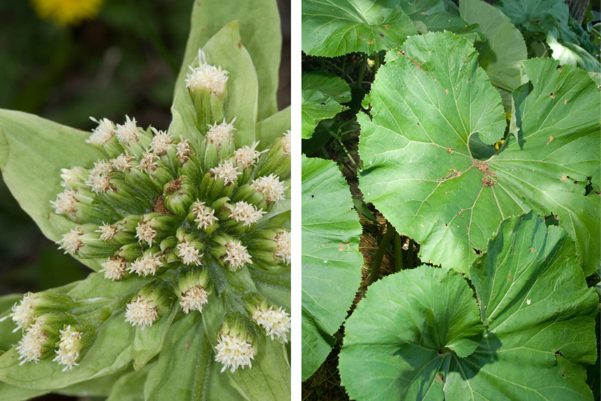 Other invasive plants | Scottish Invasive Species Initiative (SISI)