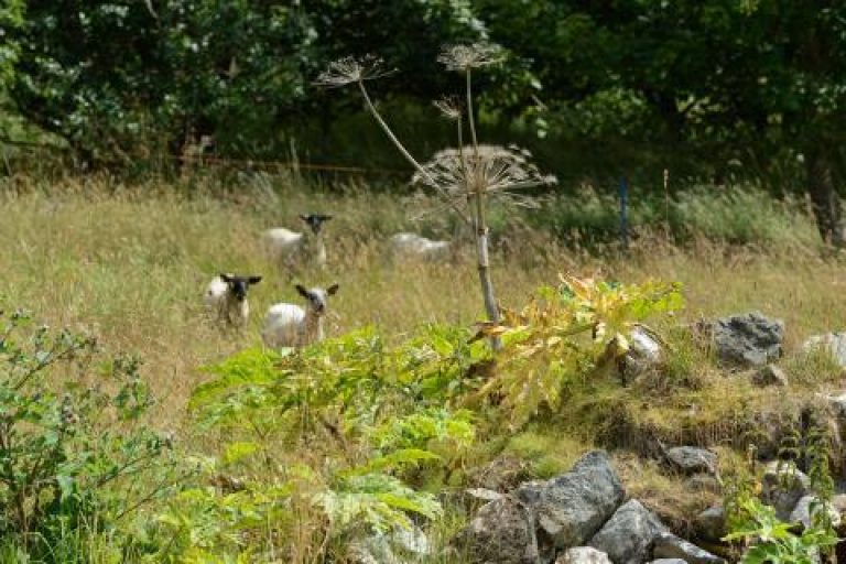 Sheep join battle against invasive plant invader