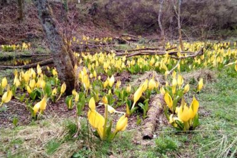 American Skunk Cabbage - Pitlochry