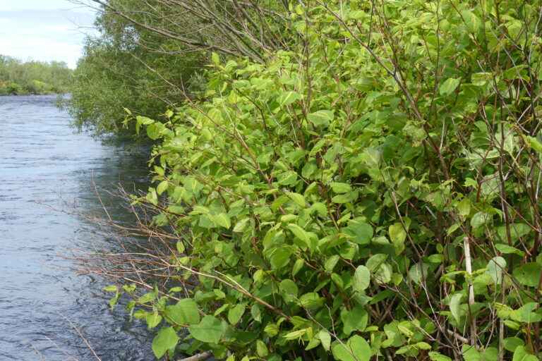 Scottish Action Plan for Invasive Non-Native Species
