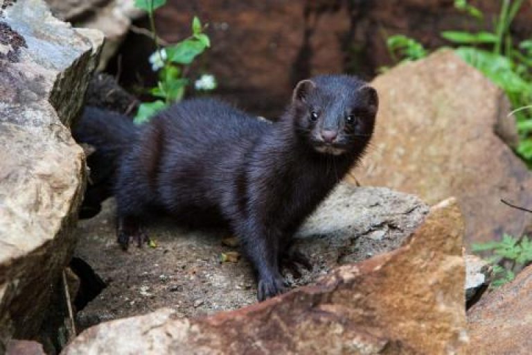 An update on mink control in Wester Ross