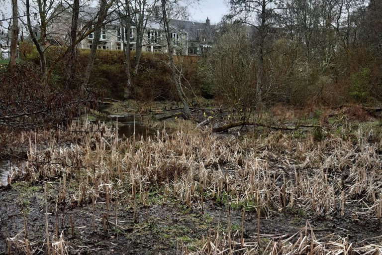 Pond treatment area, 2021