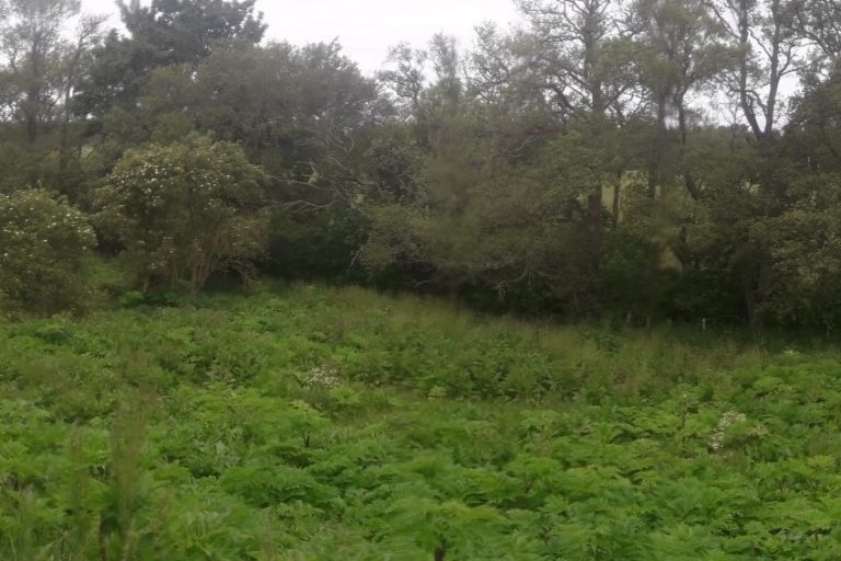 Old Mill 3