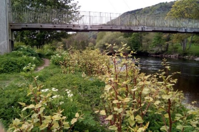 Sparse growth of knotweed on top of bank.