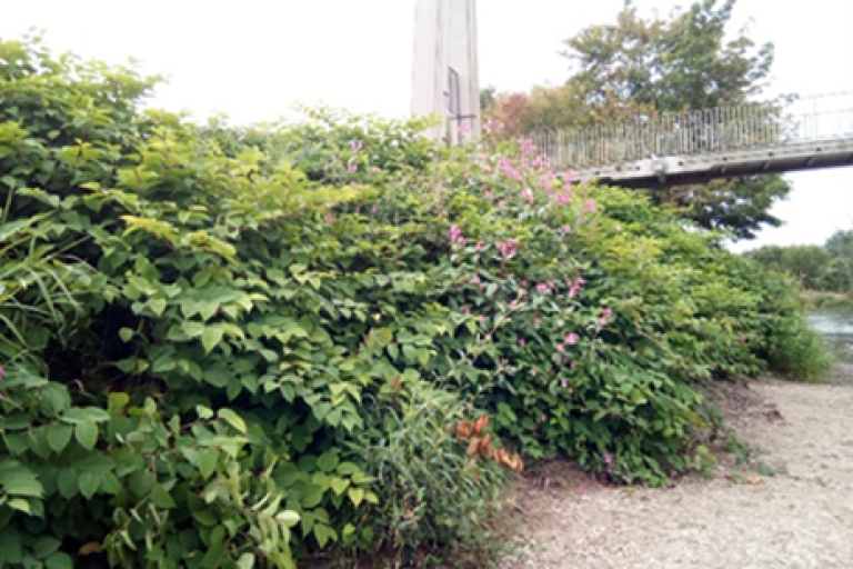 Knotweed has spread down bank to river edge.