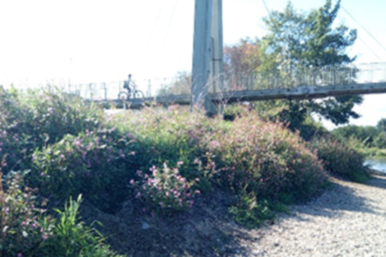 Significant knotweed reduction.