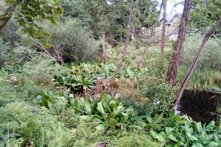 Pond treatment area, 2019