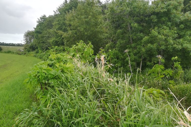 Figure 2a. Stuartfield Burn 2018 site 2 – prior to 2018 control