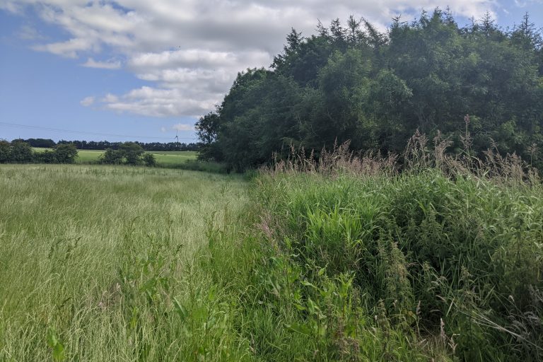 Figure 2b. Stuartfield Burn 2021 site 2 – after 2021 control