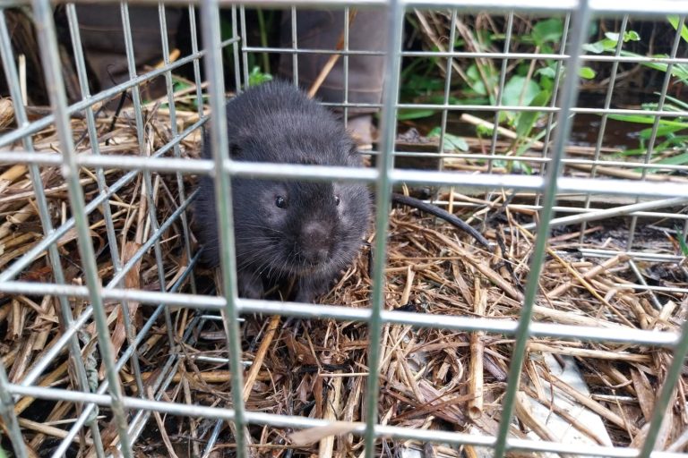 Water voles captured!