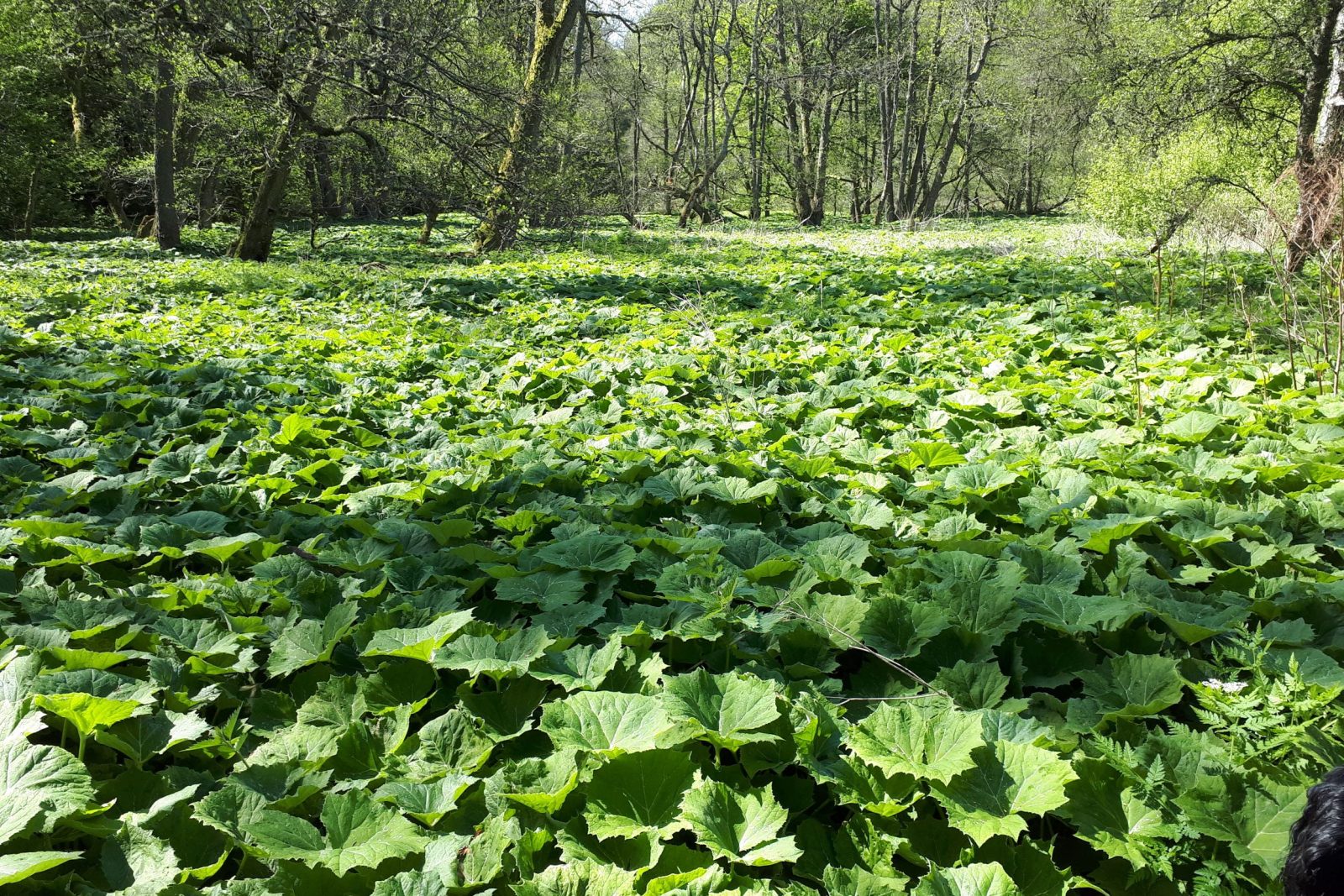Other invasive plants | Scottish Invasive Species Initiative (SISI)