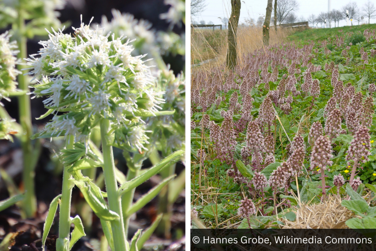 Other invasive plants | Scottish Invasive Species Initiative (SISI)