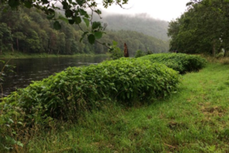 Himalayan knotweed growth