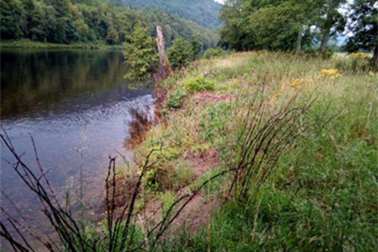 Reduction of Himalayan knotweed