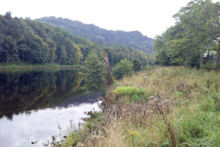persistent knotweed regrowth