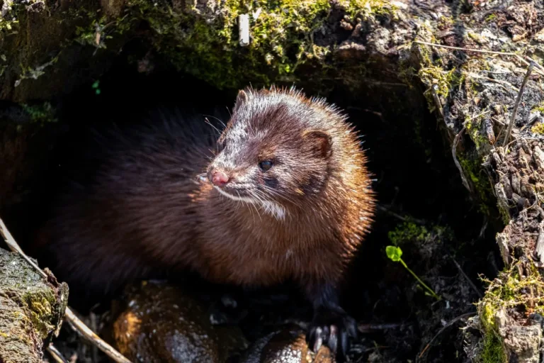 Northern Outpost – Monitoring for Mink in Northern Scotland