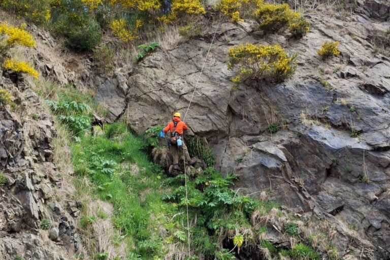 Abseiling for conservation – an update from giant hogweed season