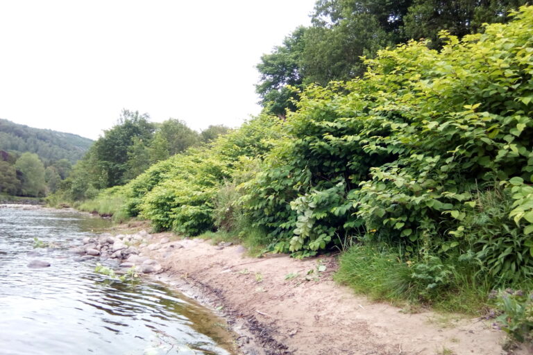 Site Study: Japanese knotweed Control at Dunkeld Bridge, River Tay