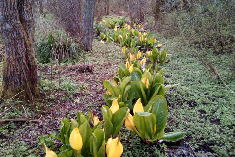 Site Study: American skunk cabbage and Japanese knotweed control on the Moulin Burn, Pitlochry