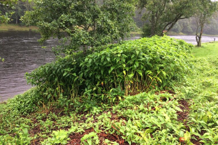 Site Study: Himalayan balsam control at Newtyle Beat, River Tay