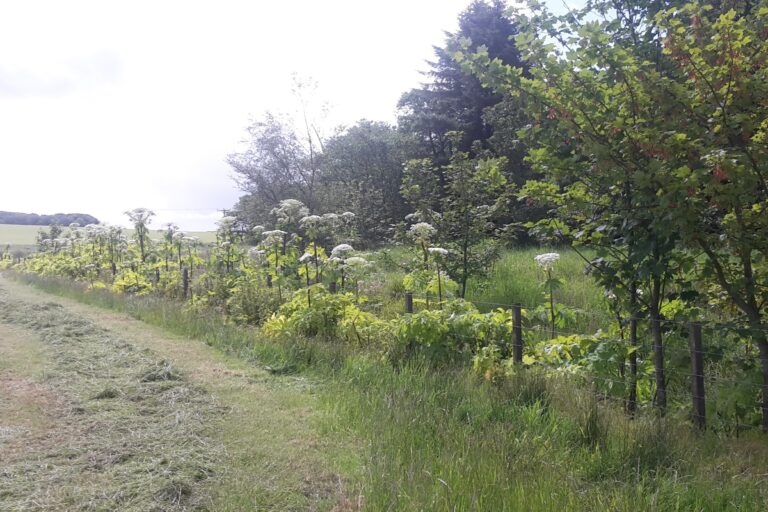 Case Study: Giant hogweed control on the Stuartfield Burn, South Ugie Water, Aberdeenshire