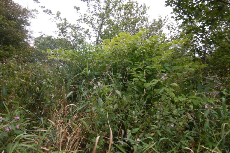 Site Study: Japanese knotweed control between Ravenscraig Castle and Inverugie Bridge, River Ugie, Aberdeenshire