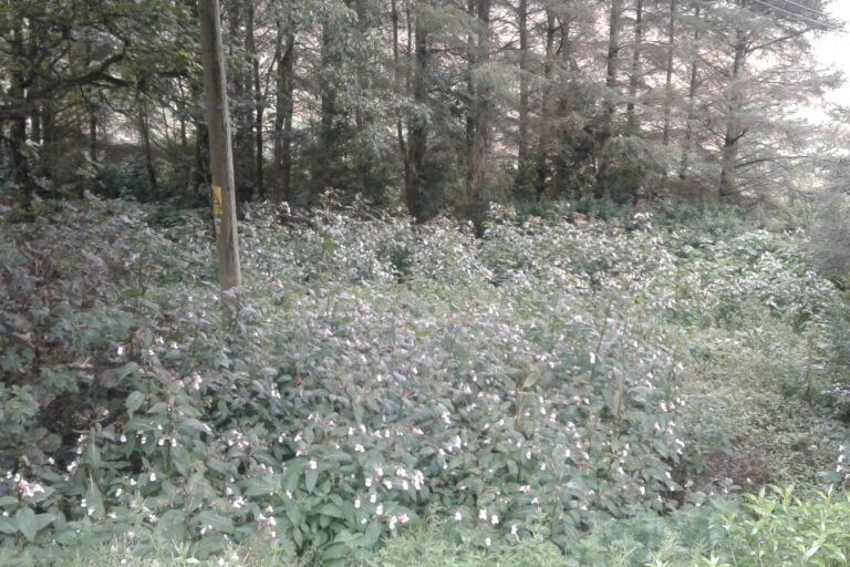 Site Study: Himalayan balsam control on the North Ugie Water around Strichen, River Ugie, Aberdeenshire
