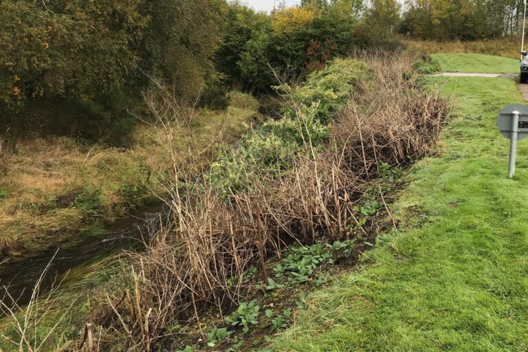 Site Study: Japanese knotweed control on the Sheriff Burn, River Don, Aberdeenshire